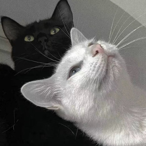 暴躁妹妹免费观看40集电视剧
